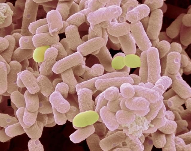 细胞培养抗生素 细胞培养抗生素